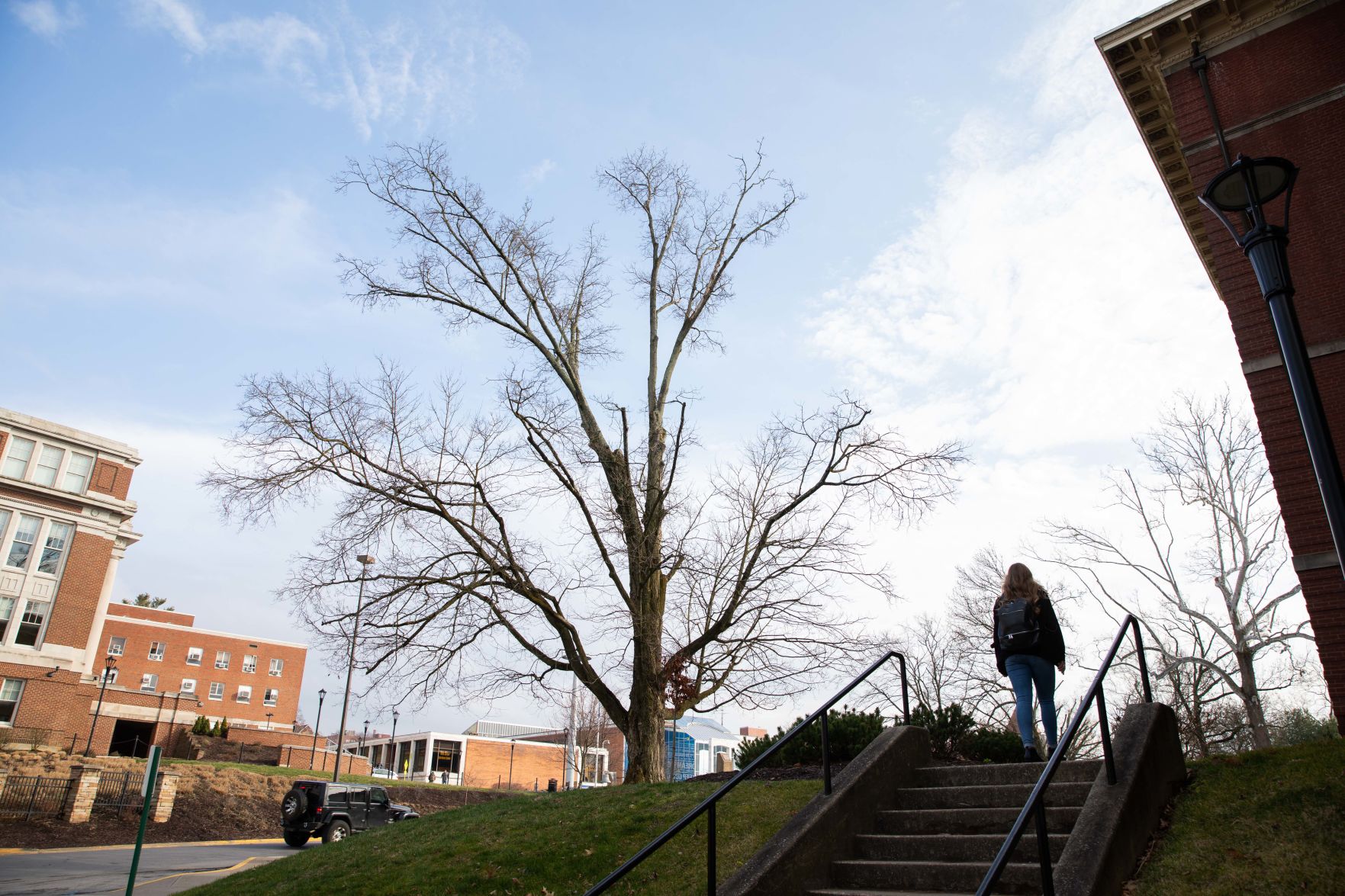 The sugar maple on the eastern side of Chitwood Hall.